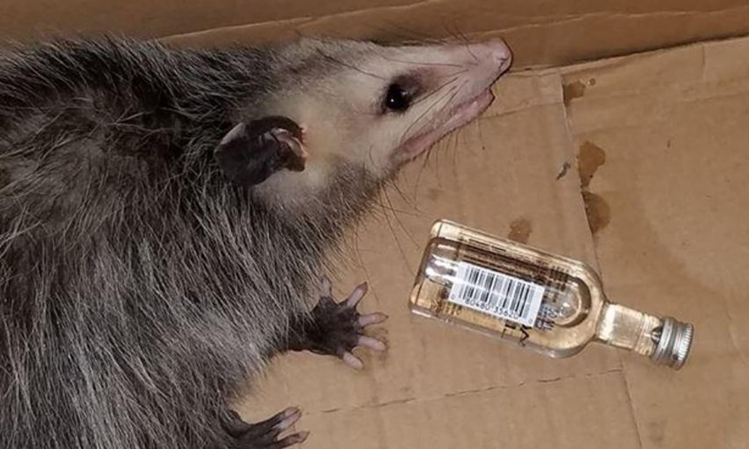 A picture of an opossum in front of a small bottle that could have liquor.